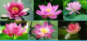National Flower of India